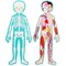 Blue Panda Interactive Magnetic Human Body Model - 3 ft, 17-Piece Double-Sided Anatomy Set for Kids - Human Anatomy with Organs, Educational Skeleton & Body Parts